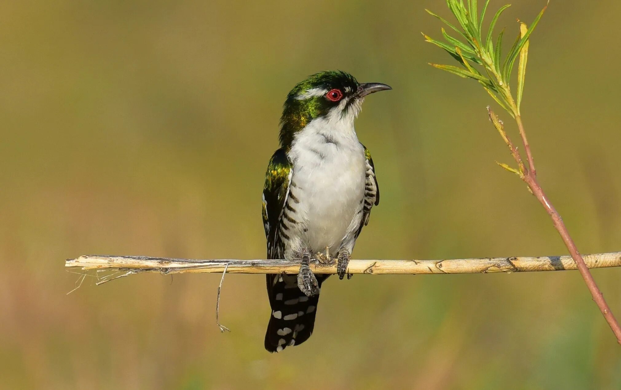 Черноголовая кукушка. Кукушка. Кукушка трубная. Кукушка бали. Кукушка.