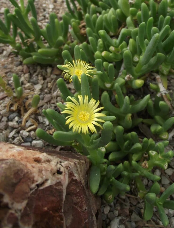 Ice plant. Делосперма традесканция. Делосперма Купера. Делосперма ползучая. Суккулент делосперма эхинатум.