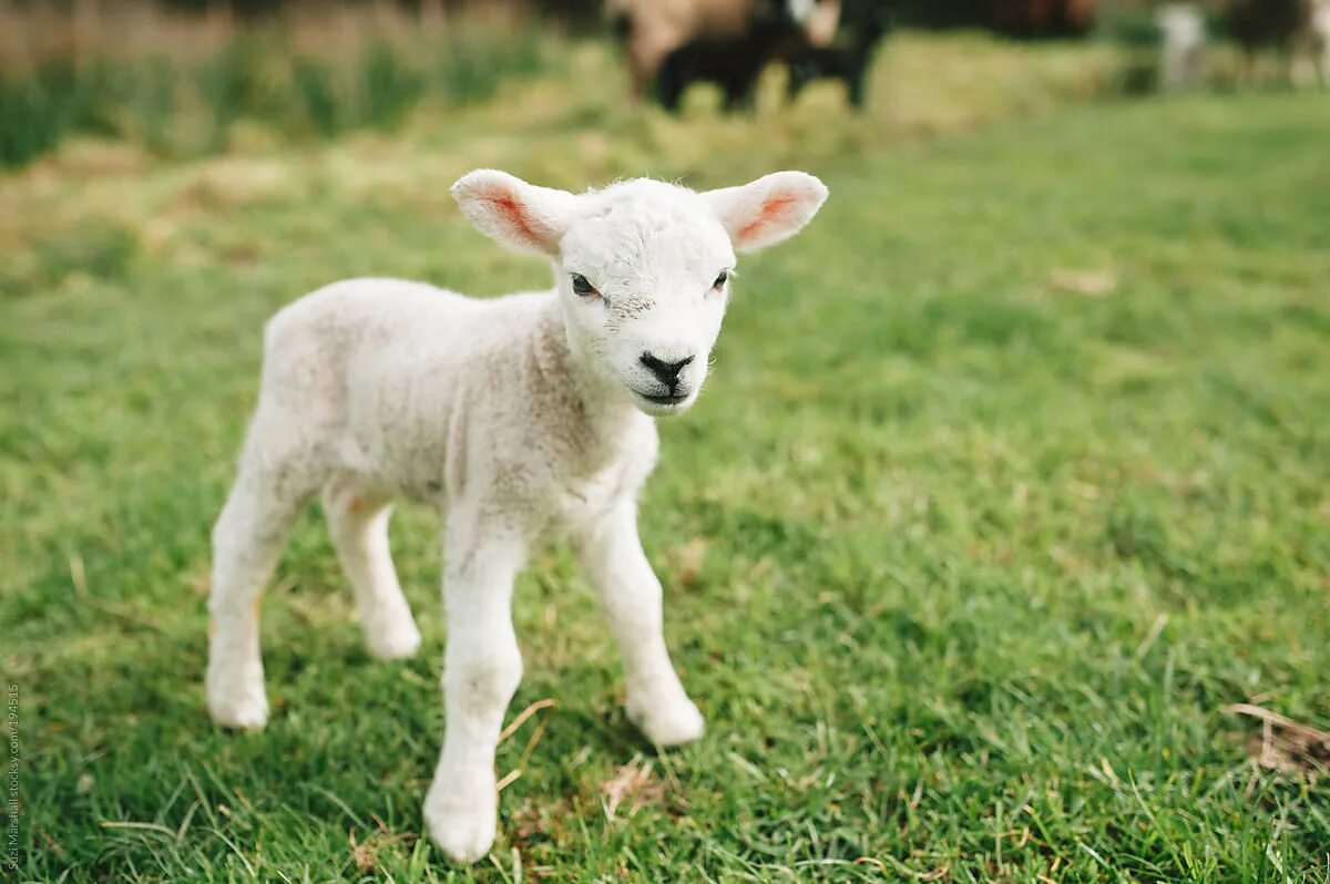 Lamb dynamic. Баран и ягненок. Маленькая Овечка. Красивая овца. Красивая Овечка.