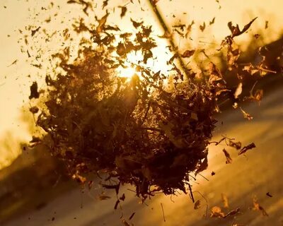 Wind leave