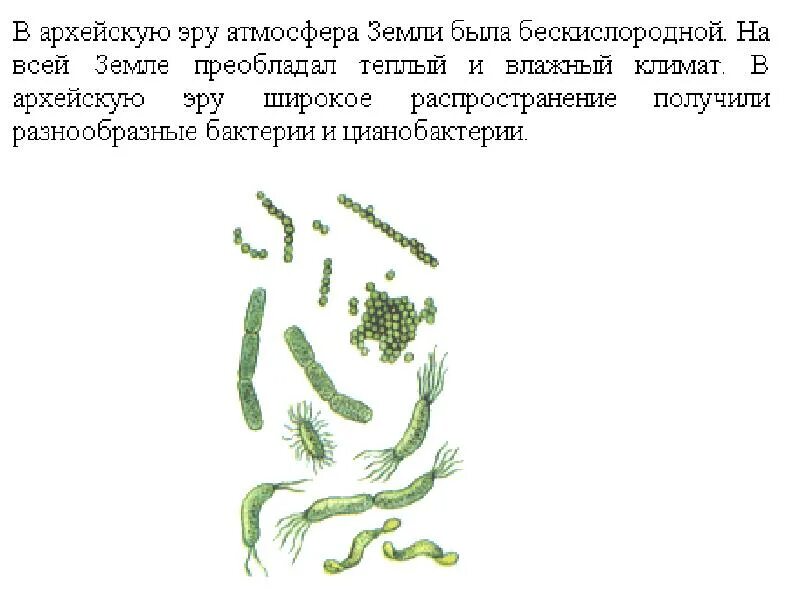 Живые организмы архея. Прокариоты архейской эры. Цианобактерии архейской эры. Архейская Эра водоросли. Растительный мир архейской эры.