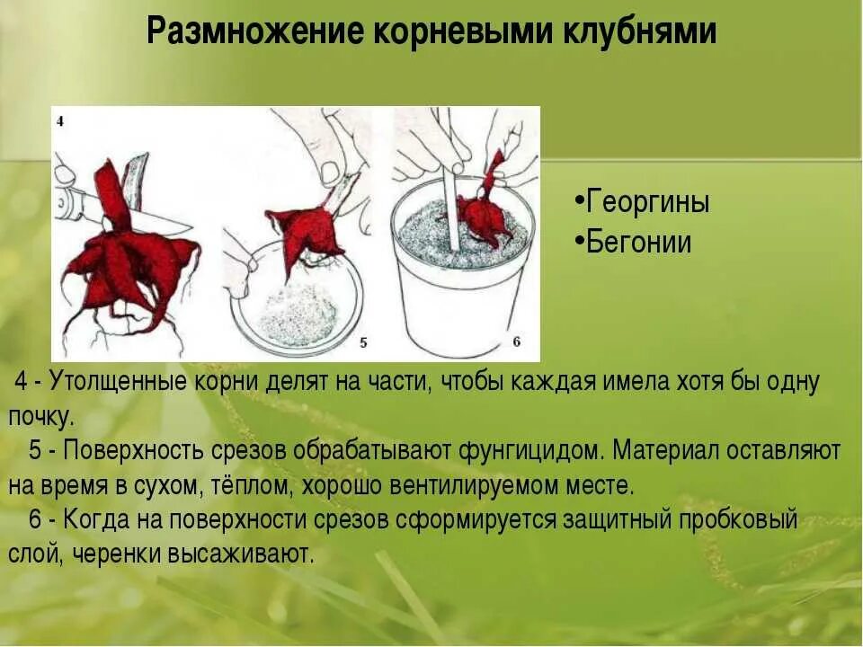 Размножение листом примеры растений. Размножение корневыми клубнями. вегетативное размножение корневыми клубнями. бегония клубневая размножение клубнями. бегония размножение клубнем.