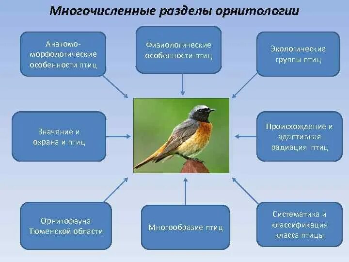 Приведите примеры птиц. Изучаем птиц. Орнитология презентация. Охрана происхождение птиц. Физиологические признаки птиц.