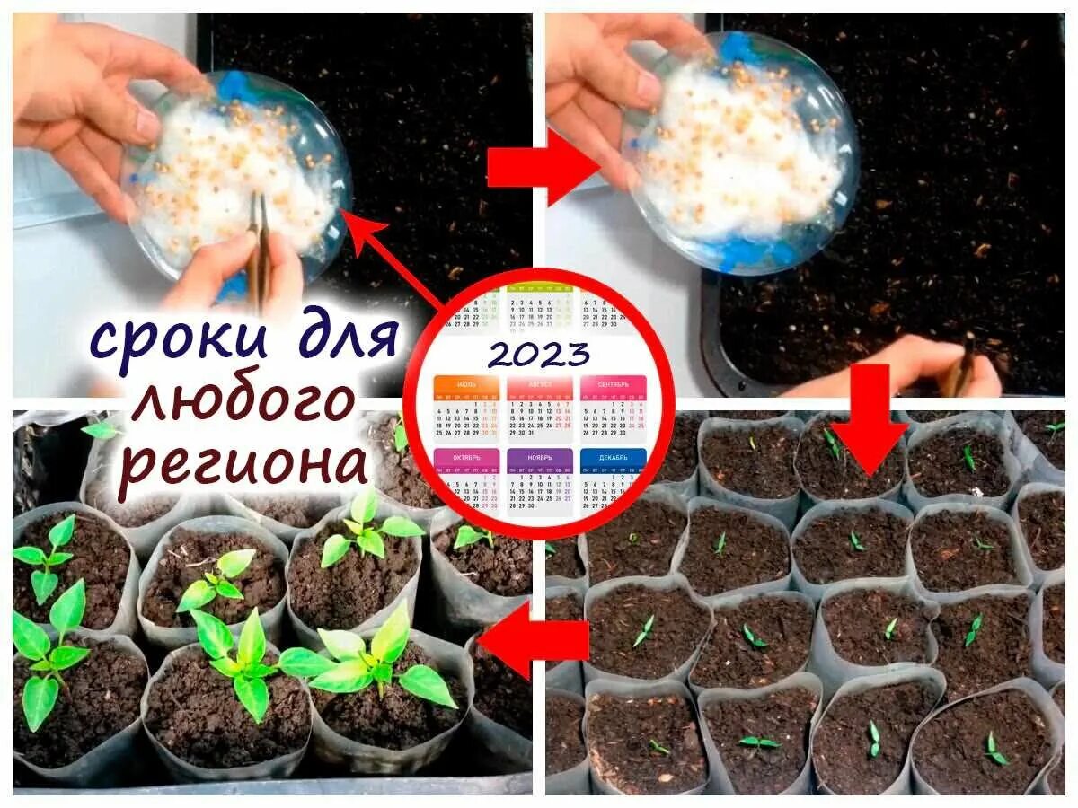 До какого числа можно сажать перец. Рассада. Когда садить перцы. Сроки посадки перца на рассаду. Рассада перцев.