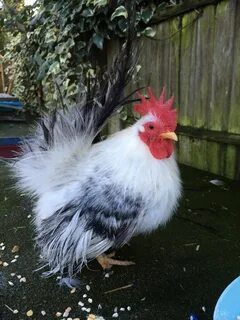 Малазийские серамы