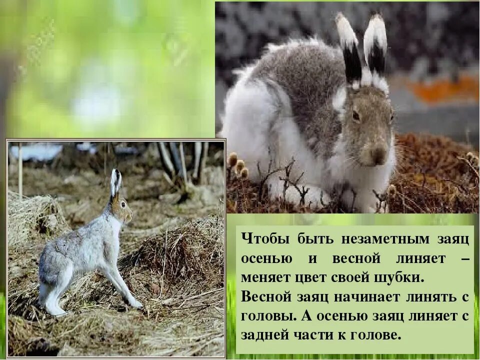 Какие животные линяют и меняют окраску зимой. Заяц меняет шубку. заяц весной. заяц меняет окраску. почему зайцы меняют окраску.