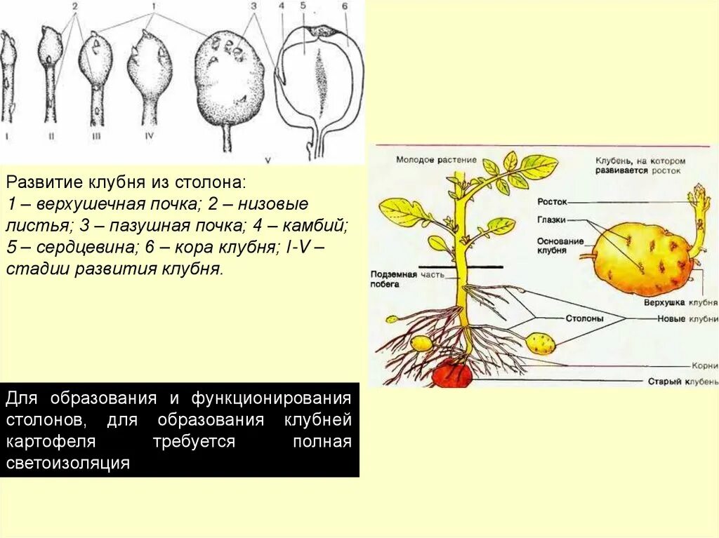 Видоизменённые побеги клубень картофеля. Клубень картофеля строение видоизменения. Клубни развиваются. Верхушечная почка у клубня картофеля. Видоизменение побега клубень строение.