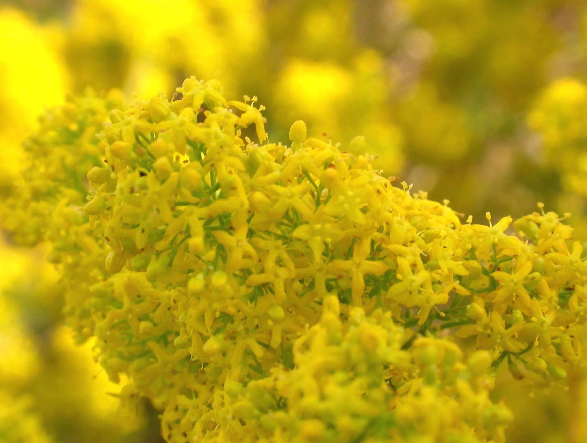 Воздух пахнет медом. Подмаренник (Galium Verum). Подмаренник желтый настоящий. Подмаренник медовый. Растение подмаренник желтый.