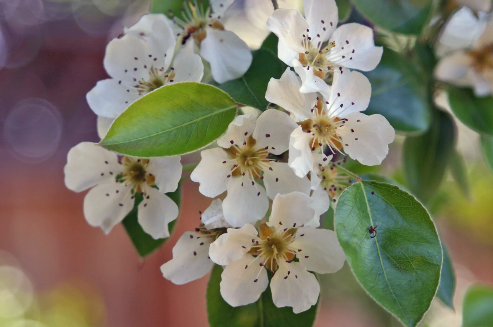 Груша Уссурийская цветение. Груша Уссурийская в цвету. Pyrus дерево. Груша обыкновенная цветение.