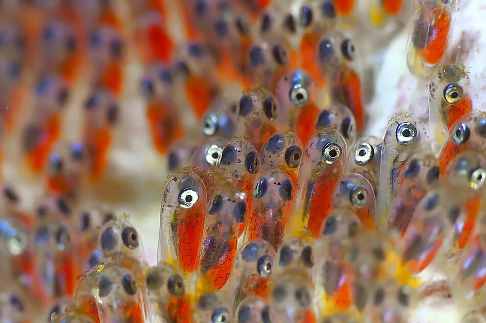 Водоросли мальки рыб окунь. Малек рыбка. малек это личинка рыб. мальки гуппи. икринка малек рыба.