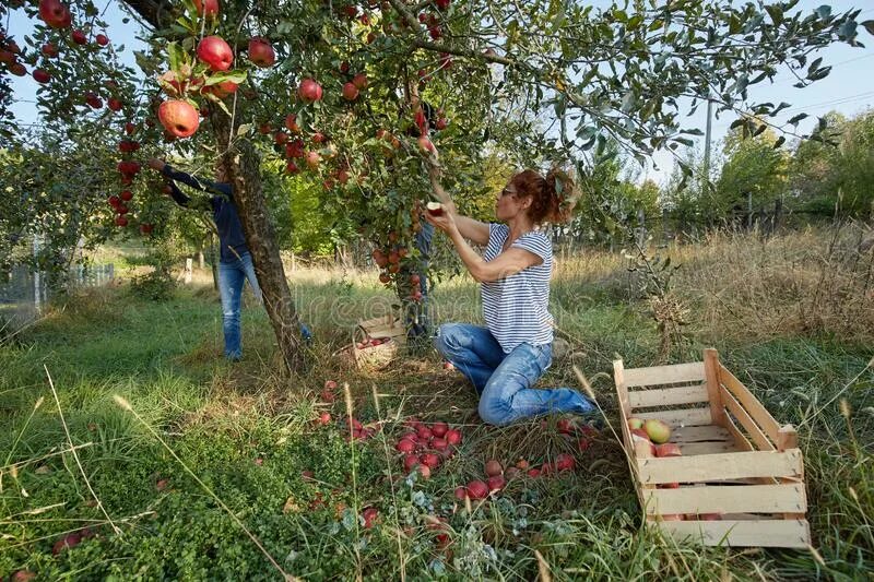 Фермер с яблоками. Старик собирает яблоки. Света и богдан собрать яблоки. Садовник в фруктовом саду. Сделка фермер яблоки.