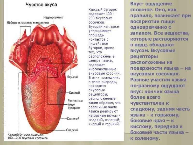 Виды вкусовых ощущений