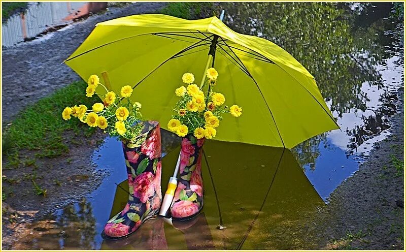 Без дождя не бывает. Летний зонтик. Красивые зонтики. Растение зонтик. Цветы в зонтике.