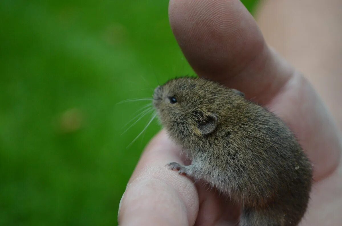 A mouse a small body