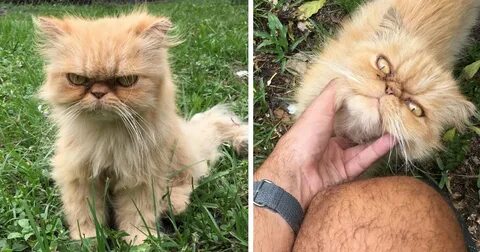 Имя сердитого кота