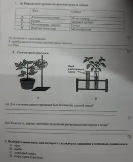 Соч по биологии