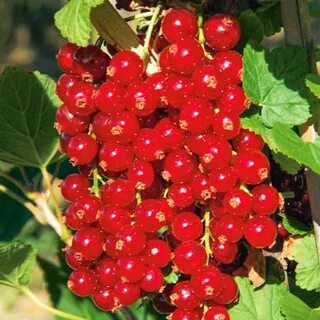 В какую цену смородина