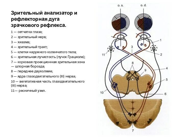 Дуга зрачкового рефлекса схема с описанием. Рефлекторная дуга зрительного анализатора. Проводящие пути зрительного анализатора зрачкового рефлекса схема. Путь зрачкового рефлекса. Схема рефлекторной дуги зрачкового рефлекса.