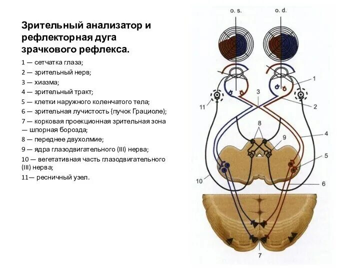 Зрительный и слуховой ориентировочный рефлекс. Глазодвигательный нерв пути зрачкового рефлекса. Схема рефлекторного пути зрачкового рефлекса. Методика исследования глазодвигательного рефлекса. Схема рефлекторной дуги глазодвигательного рефлекса.