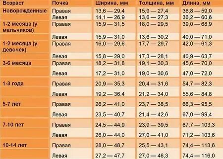 Размеры почек у детей таблица