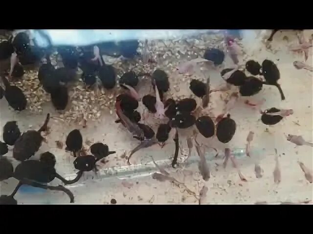 Петушки мальки. Мальки петушков 1 месяц. мальки петушков 3 недели. мальки петушка по дням. развитие мальков петушка.