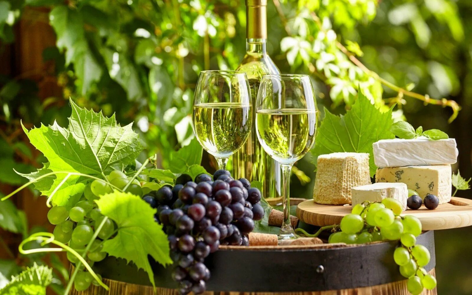 Вино красивые фото. Виноградная лоза Италия. Грузия виноград. Виноградники Фотисаль. Виноградная лоза вино.