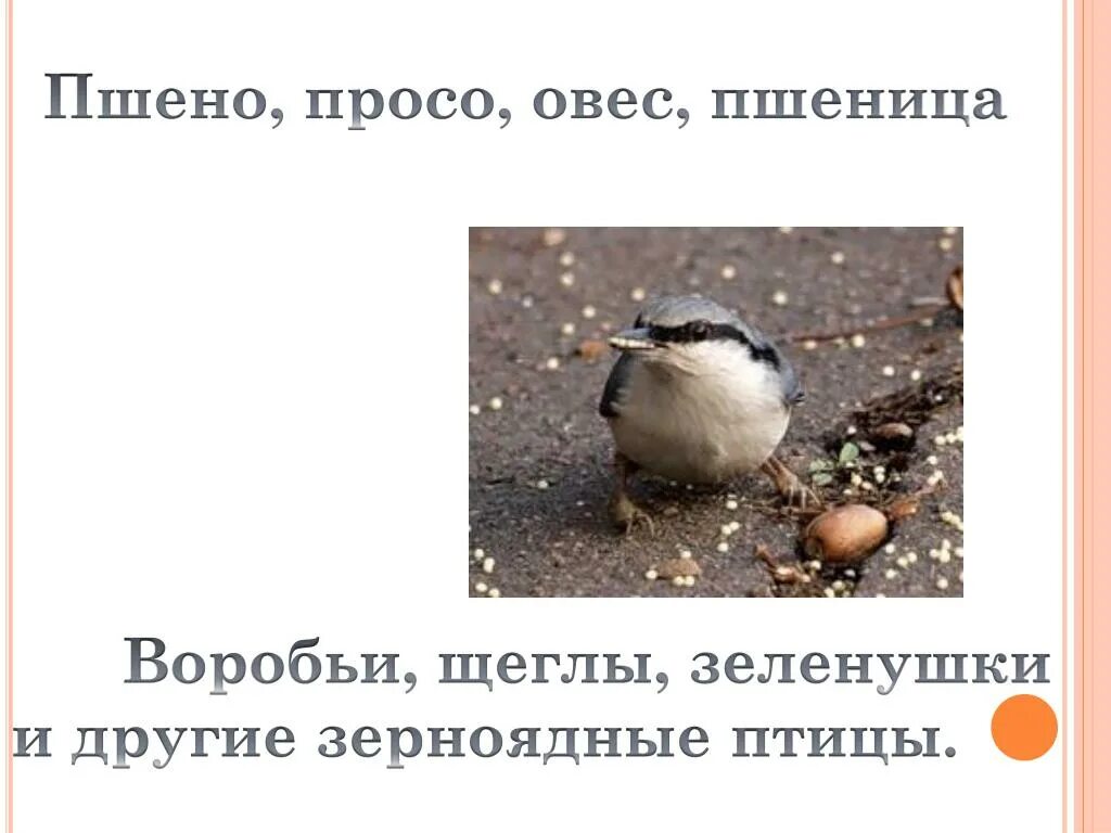 Корм для синичек зимой в кормушку. Чем кормить птиц зимой в кормушках. Птичка клюет зернышки. Кормушка с салом для синиц. Пшеничное поле с птицами.