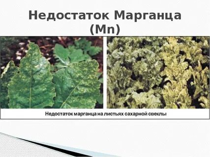 Недостаток марганца