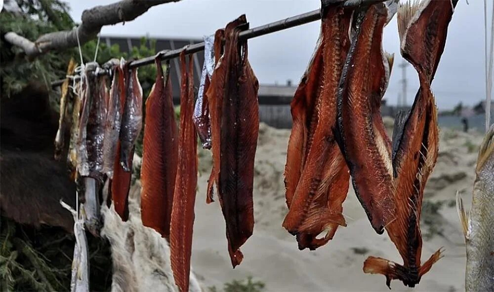 Сушеное мясо рыба. Юкола горбуши вяленая. горбуша копченая юкола. вяление рыбы. вяленая и сушеная рыба.