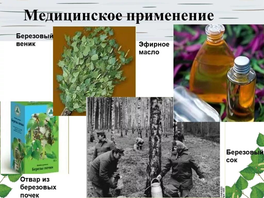 Березовые применение