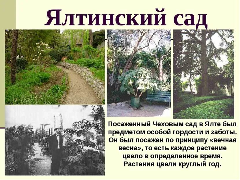 Жизнь чехова в ялте. Сад чехова в ялте. усадьба чехова в ялте. белая дача чехова сад.