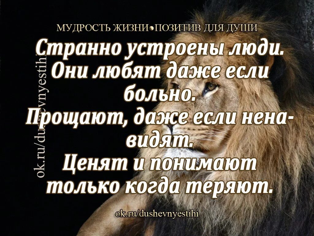 Мудрость жизни просто. Мудрые афоризмы. Мудрость жизни. Мудрость жизни цитаты. Фразы про мудрость.