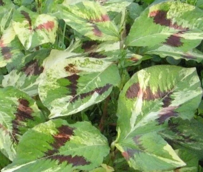 Горец (persicaria) пейнтерс палетт. Горец виргинский painter's palette (пэйнтерс пэлет). Горец виргинский painter's palette. Горец пейнтерс палетт. Горец пейнтерс палетт.
