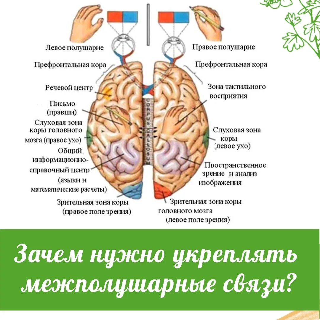 Полушария головного мозга. Взаимосвязь полушарий мозга. Левое и правое полушарие мозга. Головной мозг левое и правое полушарие. Что находится в полушариях мозга