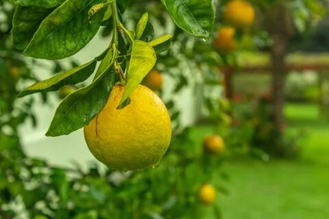 Лист грейпфрута