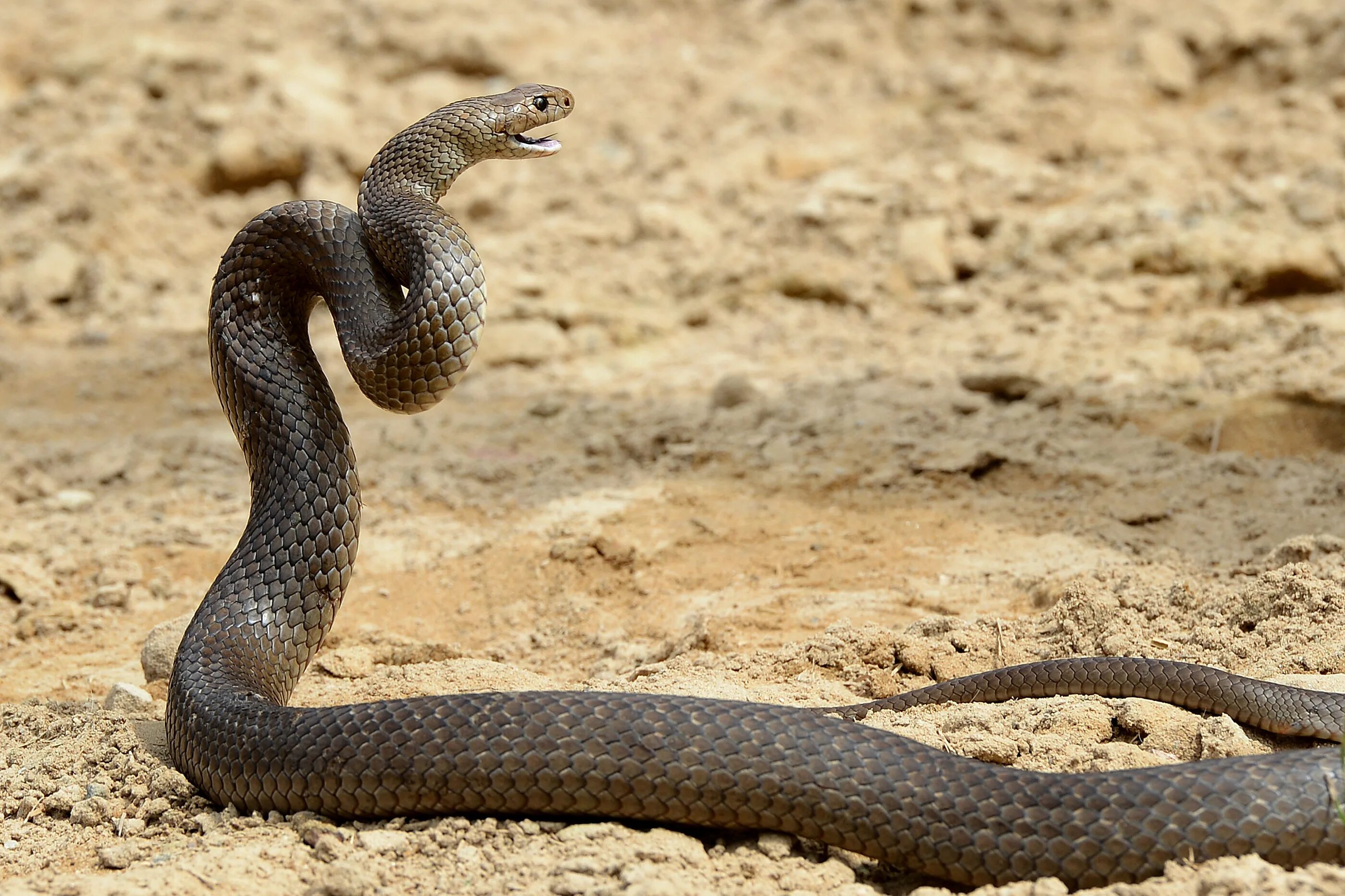Змейка ползет. Австралийский Тайпан змея. Королевский Брэм змея Австралия. Сетчатая коричневая змея в Австралии. Пустынная Кобра.