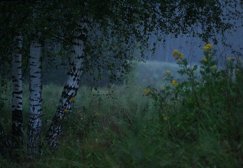 Березовая роща эстетика. Природа вечер. Пасмурный лес. Березовый лес вечером. Березы ночью.