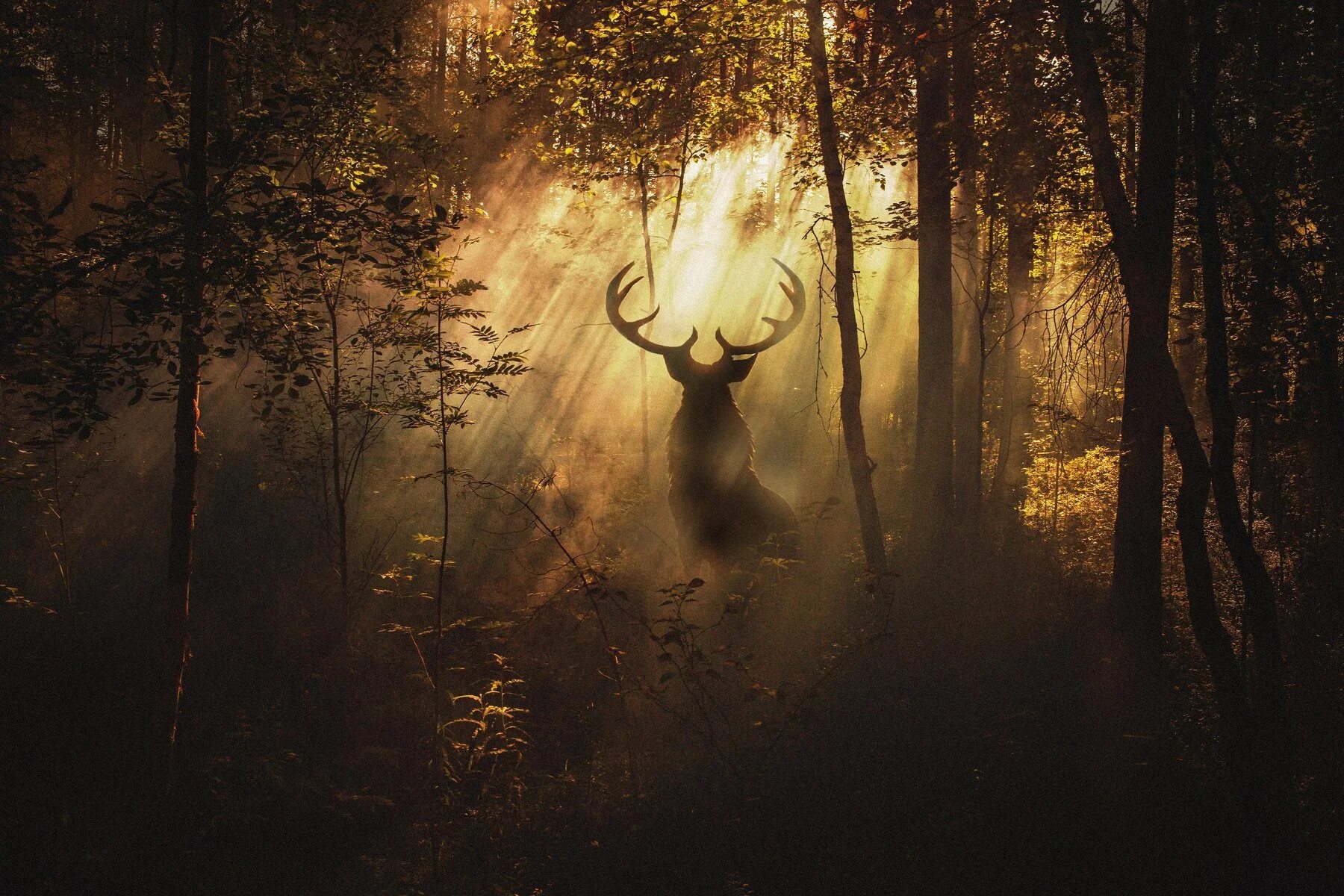 Свет лося. Олень в лесу. Олень в тумане. Мистический олень. Олень в темном лесу.