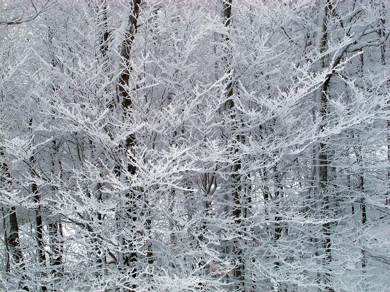цвет синий иней. синий иней утро. советская, 18). синий иней в каком году вышел. синий иней в каком году вышел.
