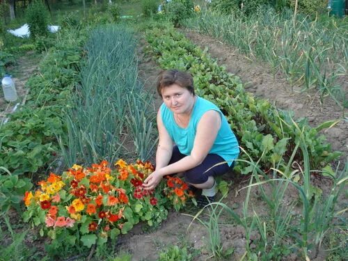 Настурция на грядке. Настурция рассада. Высадка рассады настурции в открытый грунт. Настурция посадка.