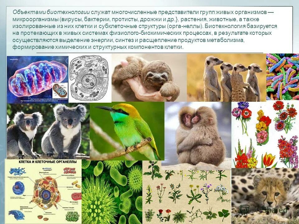 биологическое дерево животных. членистоногие самый многочисленный тип животных. число видов живых организмов на земле. какая самая многочисленная группа живых организмов. биотехнология растений и животных.