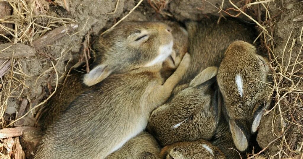 Заяц Русак с потомством. Новорожденные Зайчата. Зайчиха с зайчонком. Зайцы размножение.