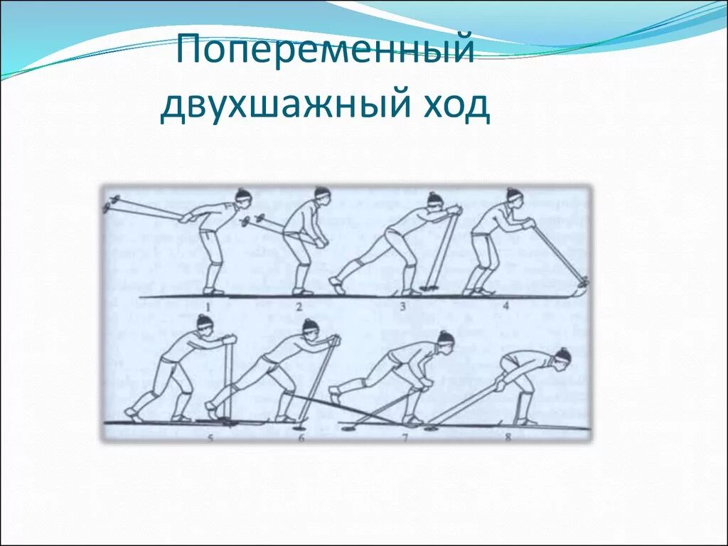 Как называется лыжный ход на картинке. Попеременный двухшажный коньковый ход. Попеременно двухшажный ход техника. Лыжный ход попеременно двухшажный ход. Попеременный и одновременный двухшажный ход.