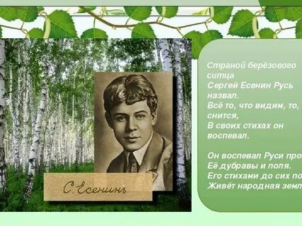 Дерево есенина