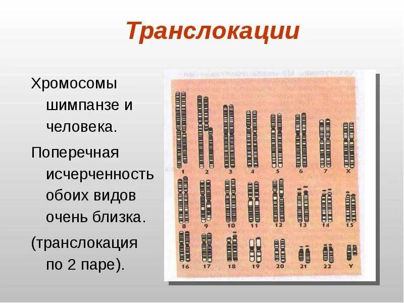 Сколько хромосом в яйцеклетках шимпанзе. Хромосомы человека и шимпанзе. Хромосомные наборы человека и шимпанзе. Кариотип шимпанзе. Виды хромосом человека.