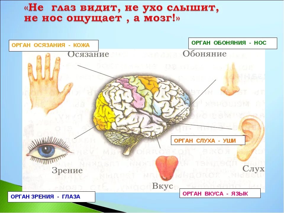 Органы чувств таблица 3 класс. Органы чувств окр мир. Органы чувств окр мир. Органы чувств окр мир. Презентация на тему органы чувств.