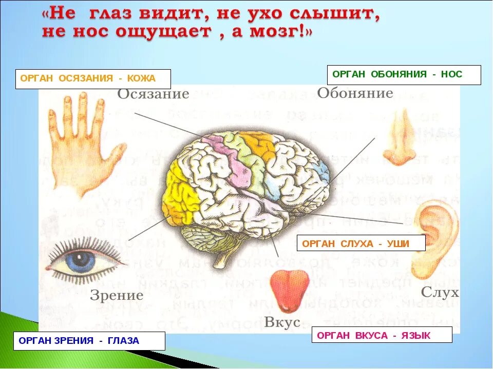 Органы чувств 8 класс биология презентация. Органы чувств окружающий мир 3 класс план конспект. Органы чувств 3 класс. Перечислите органы чувств человека. Обоняние осязание.