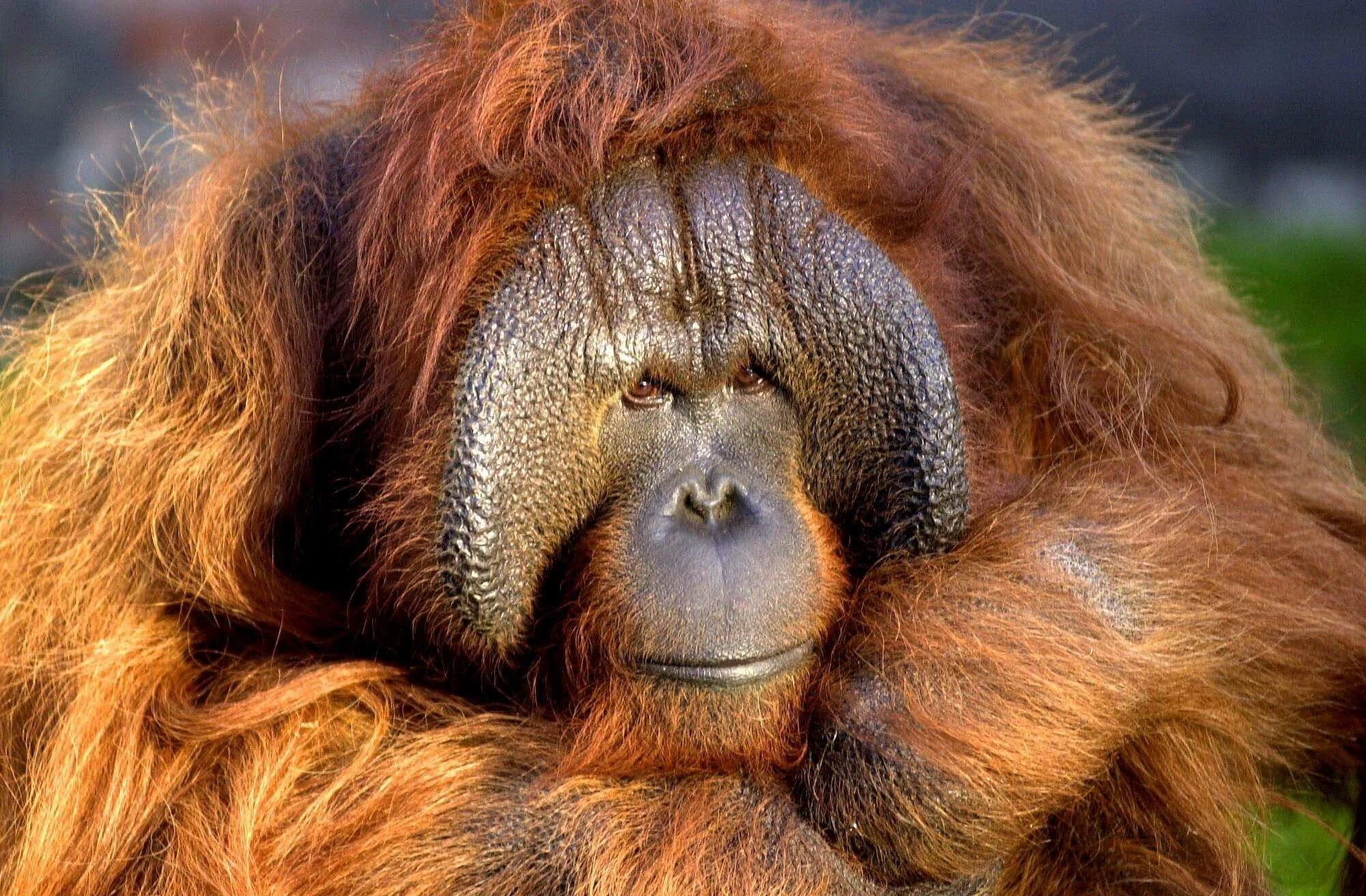 Борнейский орангутан. Суматранский орангутанг суматра. Арангутант. Суматранский орангутанг. Приматы орангутанг.