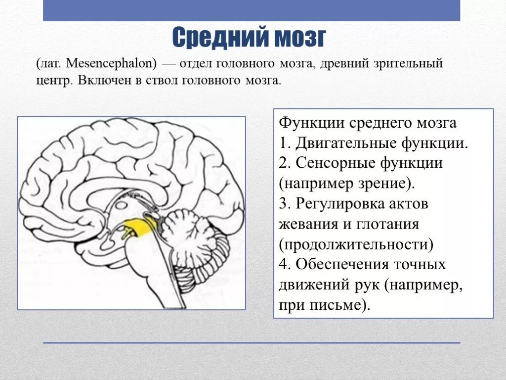 Головной мозг строение средний мозг. Строение и функции отделов головного мозга: средний. Основные центры среднего мозга. Строение отдела среднего мозга. Головной мозг человека включает