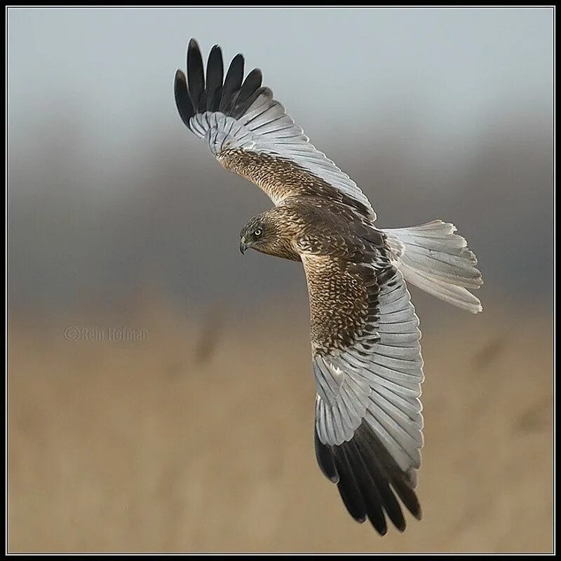 Птица с черными кончиками крыльев. Болотный Лунь птица. Circus aeruginosus Marsh Harrier. Болотный Лунь самка. Ястреб болотный Лунь.